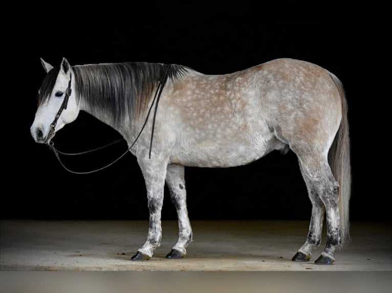 American Quarter Horse Castrone 10 Anni 152 cm Grigio in Clarion, PA