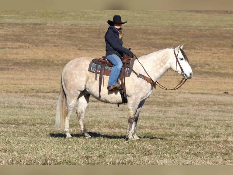 American Quarter Horse Castrone 10 Anni 152 cm Grigio in Clarion, PA