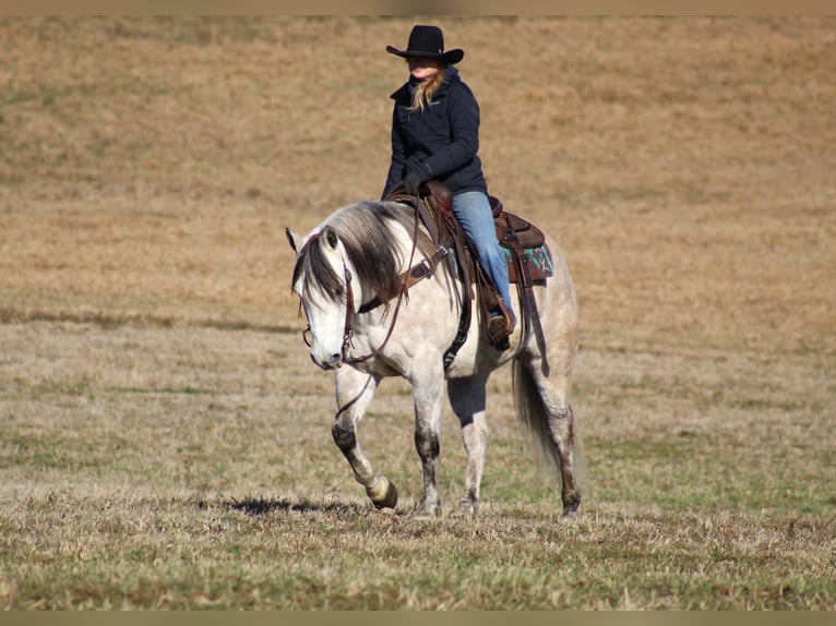 American Quarter Horse Castrone 10 Anni 152 cm Grigio in Clarion, PA