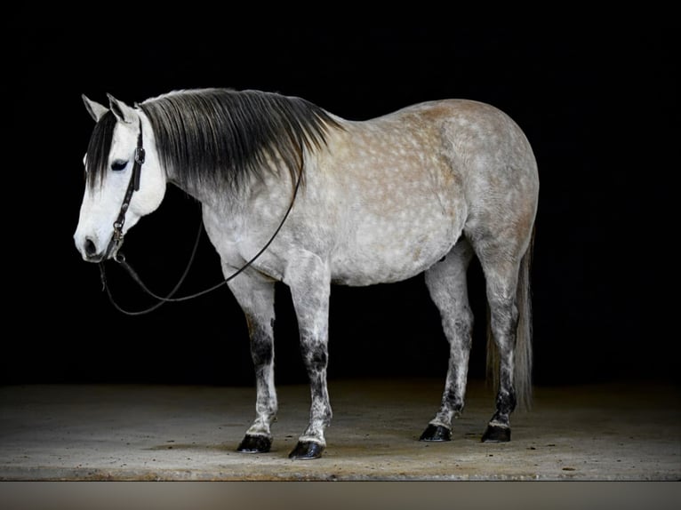 American Quarter Horse Castrone 10 Anni 152 cm Grigio in Clarion, PA