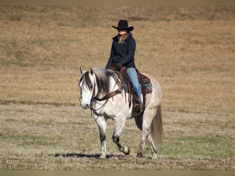 American Quarter Horse Castrone 10 Anni 152 cm Grigio in Clarion, PA