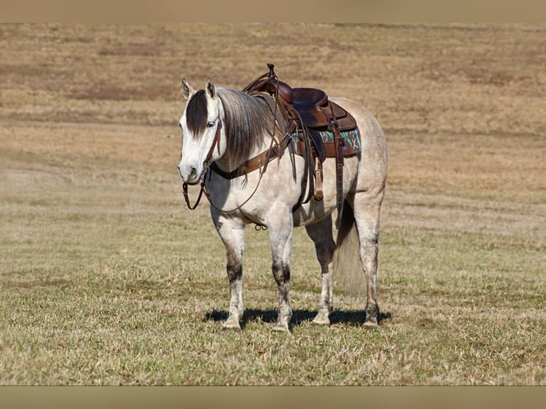 American Quarter Horse Castrone 10 Anni 152 cm Grigio in Clarion, PA