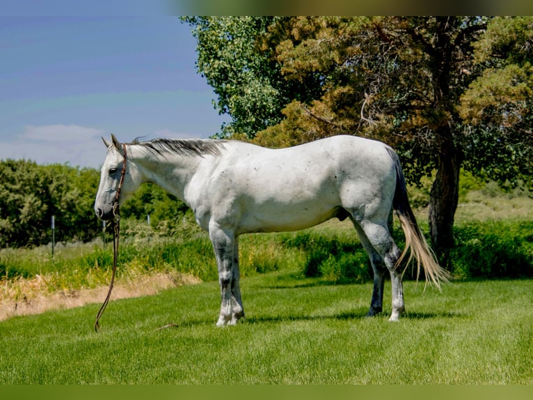 American Quarter Horse Castrone 10 Anni 152 cm Grigio in Saint Anthony