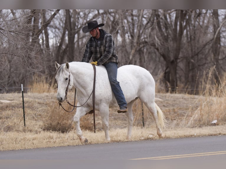 American Quarter Horse Castrone 10 Anni 152 cm Grigio in Canyon, TX