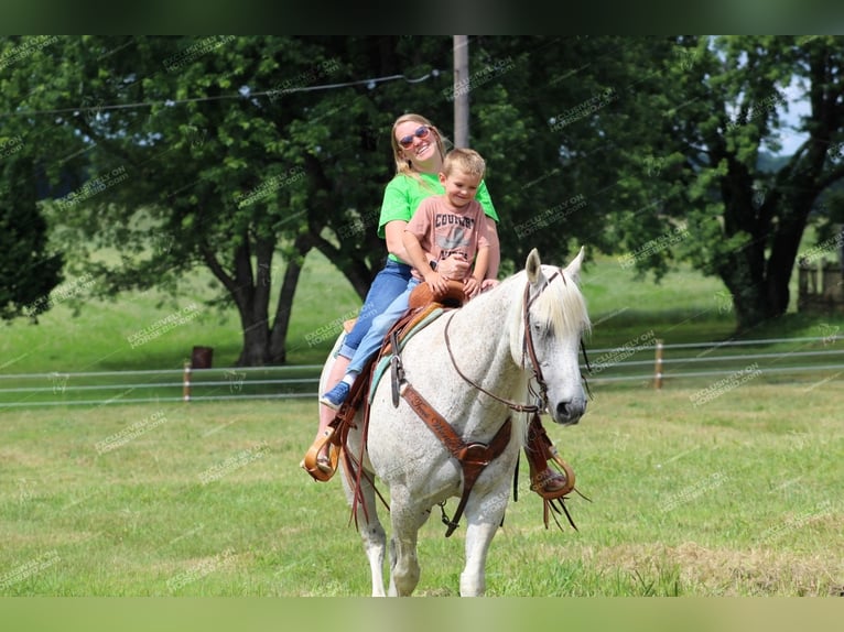 American Quarter Horse Castrone 10 Anni 152 cm Grigio trotinato in Clarion, PA