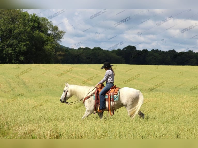 American Quarter Horse Castrone 10 Anni 152 cm Grigio trotinato in Clarion, PA