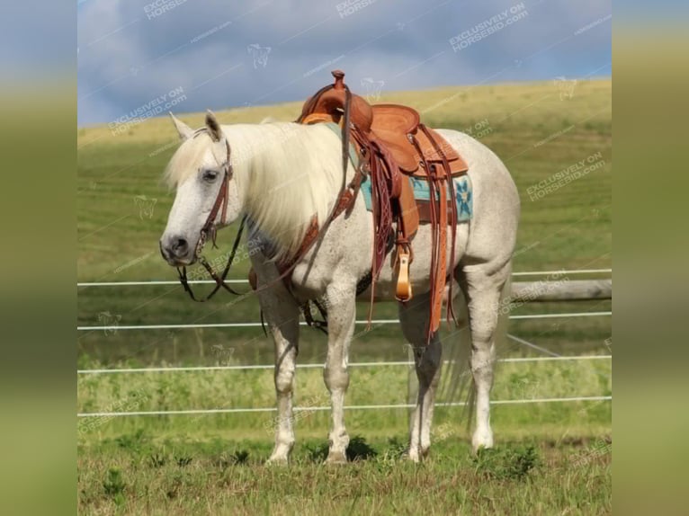 American Quarter Horse Castrone 10 Anni 152 cm Grigio trotinato in Clarion, PA