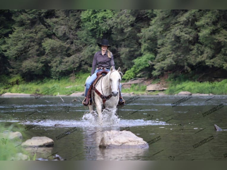 American Quarter Horse Castrone 10 Anni 152 cm Grigio trotinato in Clarion, PA