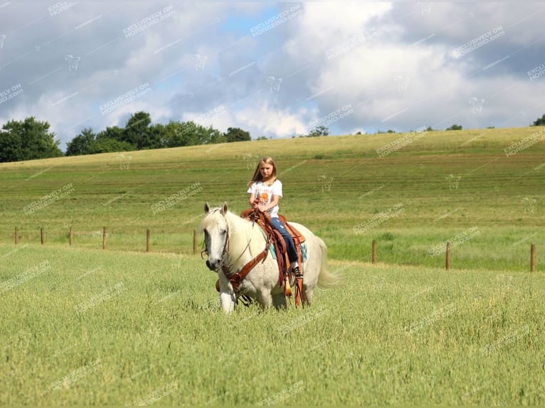 American Quarter Horse Castrone 10 Anni 152 cm Grigio trotinato in Clarion, PA