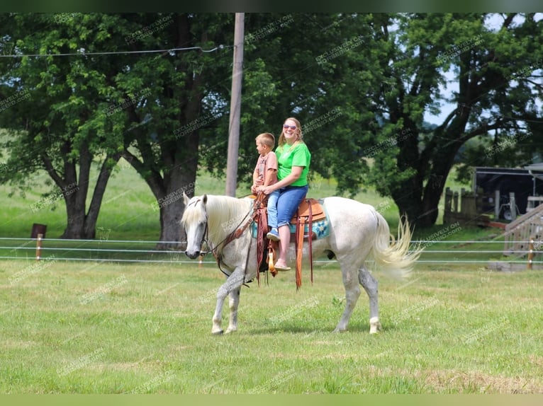 American Quarter Horse Castrone 10 Anni 152 cm Grigio trotinato in Clarion, PA