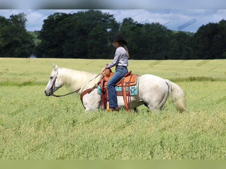 American Quarter Horse Castrone 10 Anni 152 cm Grigio trotinato in Clarion, PA