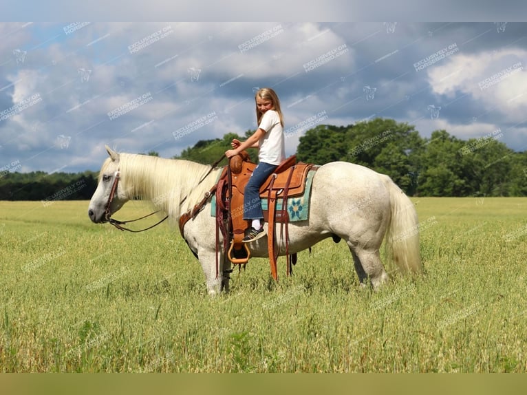 American Quarter Horse Castrone 10 Anni 152 cm Grigio trotinato in Clarion, PA