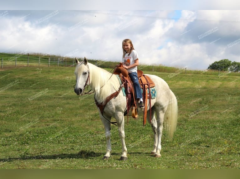 American Quarter Horse Castrone 10 Anni 152 cm Grigio trotinato in Clarion, PA