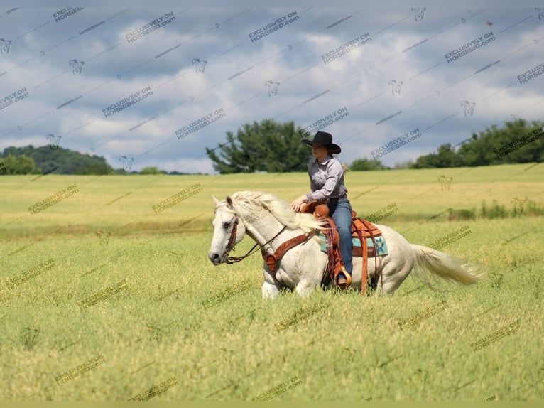 American Quarter Horse Castrone 10 Anni 152 cm Grigio trotinato in Clarion, PA