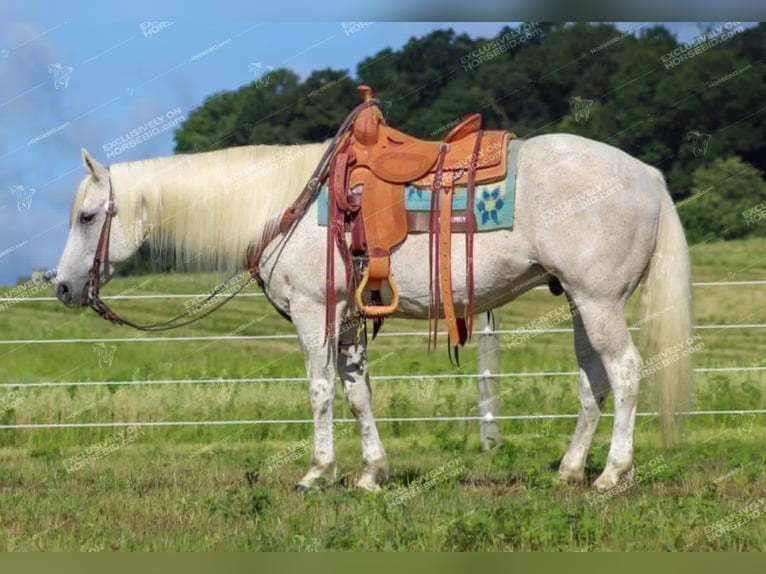 American Quarter Horse Castrone 10 Anni 152 cm Grigio trotinato in Clarion, PA