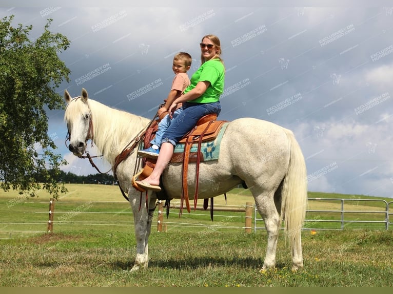 American Quarter Horse Castrone 10 Anni 152 cm Grigio trotinato in Clarion, PA