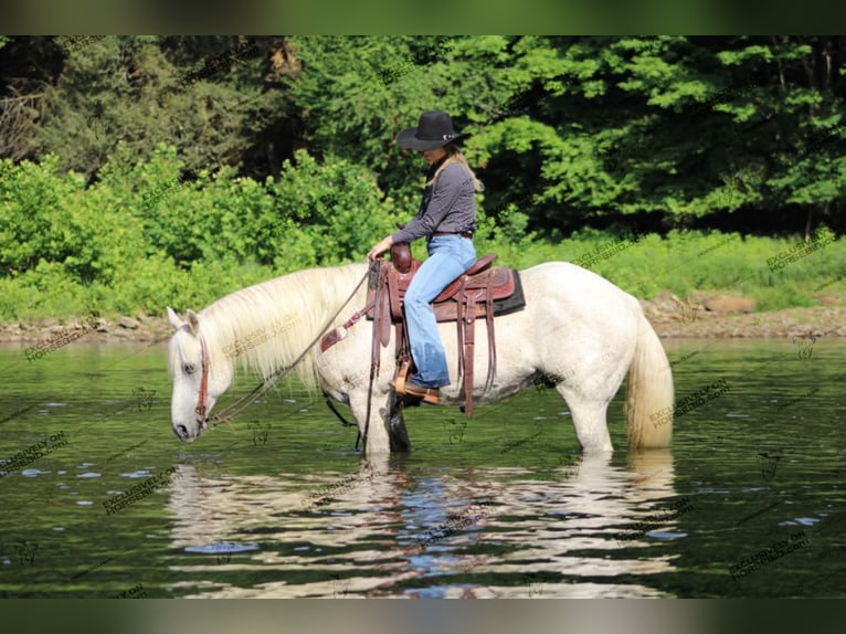 American Quarter Horse Castrone 10 Anni 152 cm Grigio trotinato in Clarion, PA