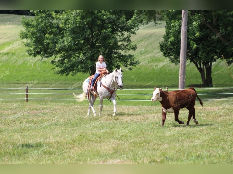 American Quarter Horse Castrone 10 Anni 152 cm Grigio trotinato in Clarion, PA