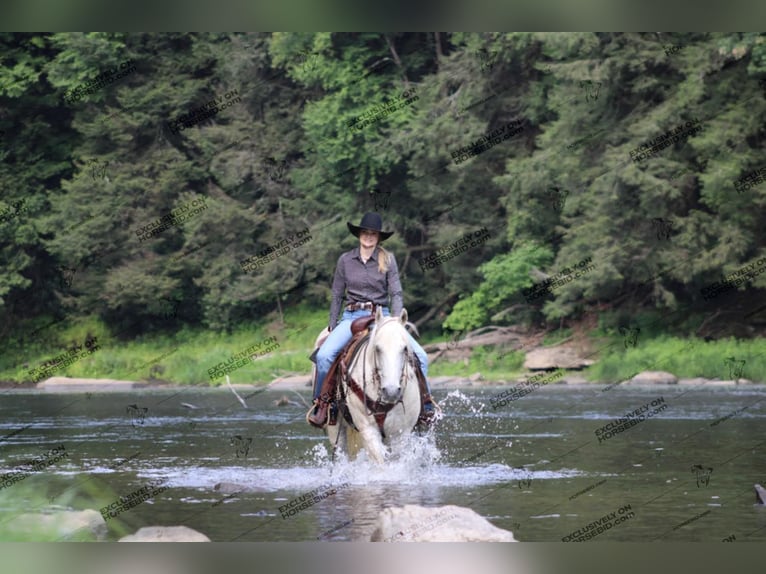 American Quarter Horse Castrone 10 Anni 152 cm Grigio trotinato in Clarion, PA