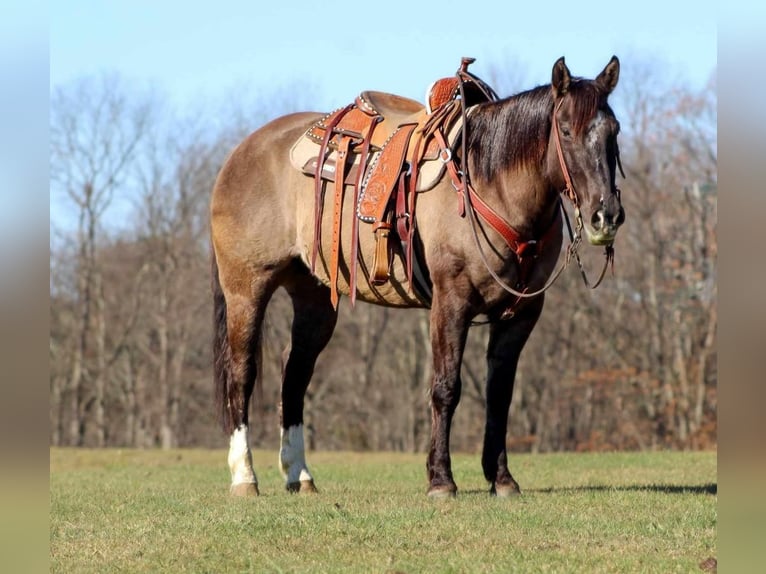 American Quarter Horse Castrone 10 Anni 152 cm Grullo in Cooksburg, PA