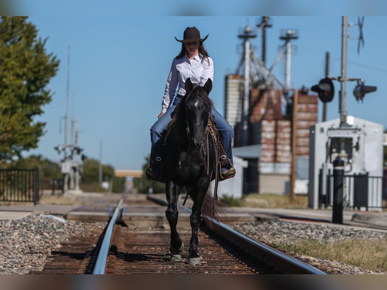 American Quarter Horse Castrone 10 Anni 152 cm Morello in Joshua