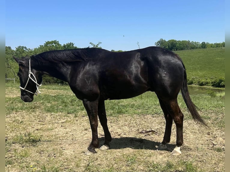 American Quarter Horse Castrone 10 Anni 152 cm Morello in Carrollton KY