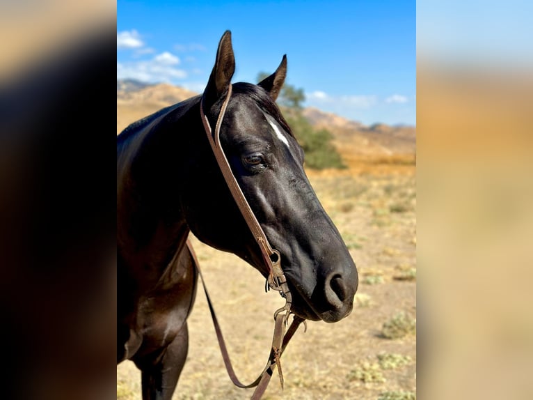 American Quarter Horse Castrone 10 Anni 152 cm Morello in Paicines CA