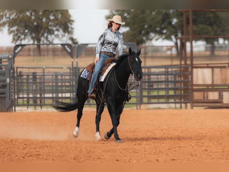 American Quarter Horse Castrone 10 Anni 152 cm Morello in Weatherford TX