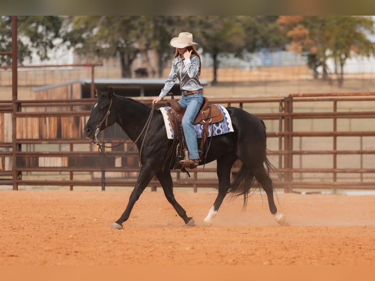 American Quarter Horse Castrone 10 Anni 152 cm Morello in Weatherford TX