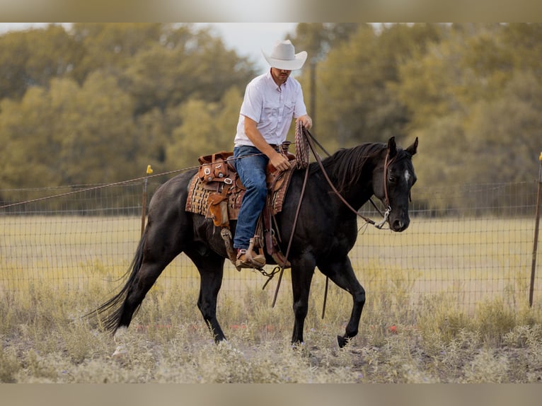 American Quarter Horse Castrone 10 Anni 152 cm Morello in Weatherford TX