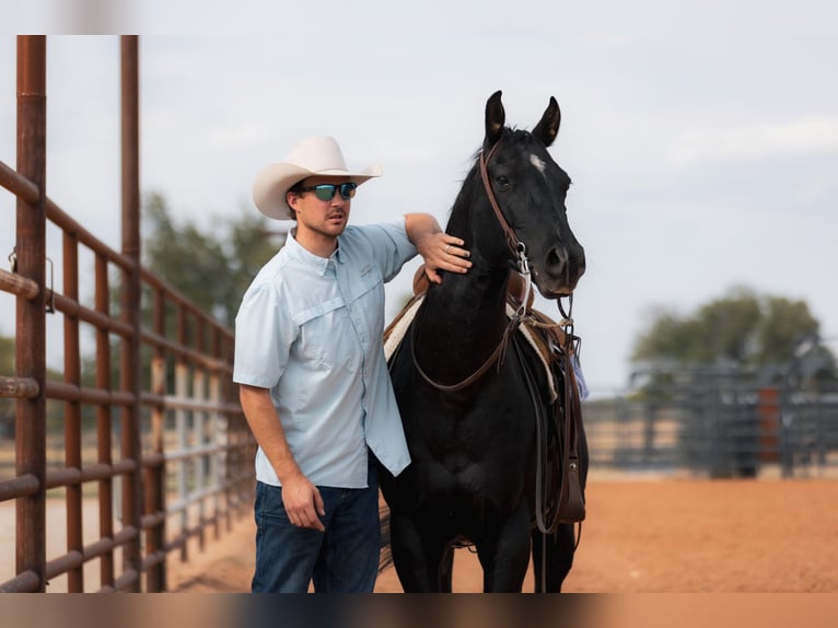 American Quarter Horse Castrone 10 Anni 152 cm Morello in Weatherford TX