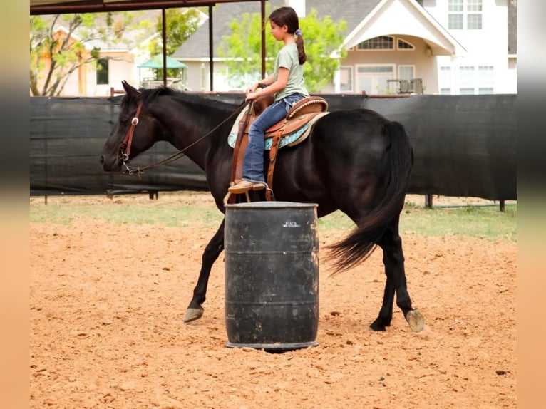 American Quarter Horse Castrone 10 Anni 152 cm Morello in Stephenville, TX