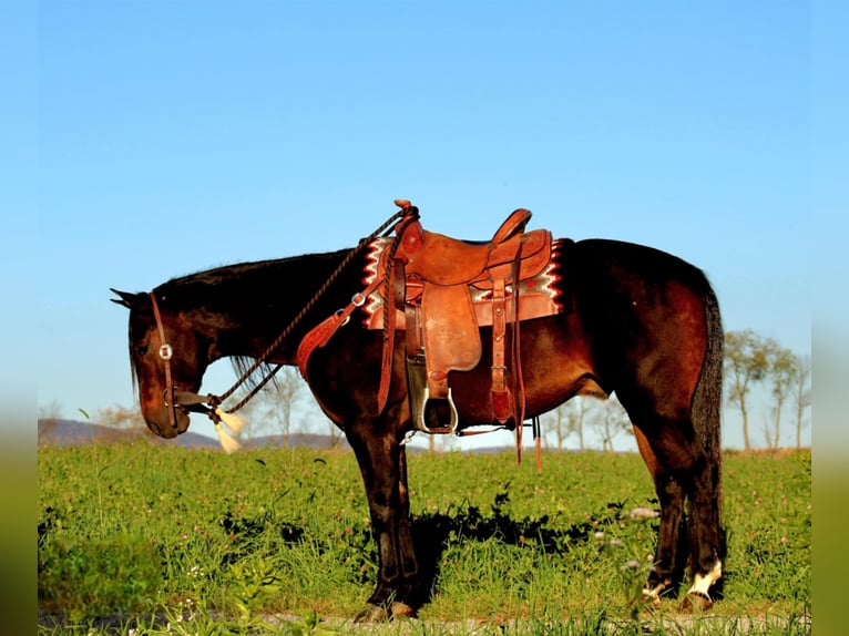 American Quarter Horse Castrone 10 Anni 152 cm Morello in Rebersburg, PA