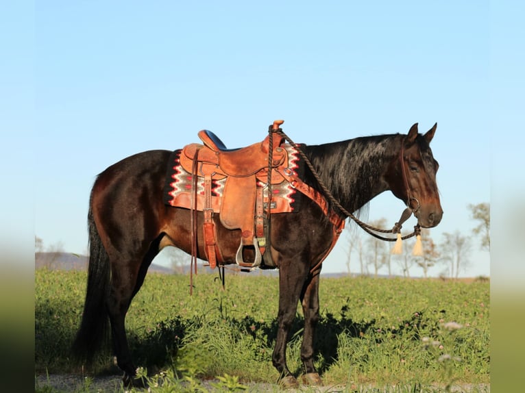 American Quarter Horse Castrone 10 Anni 152 cm Morello in Rebersburg, PA