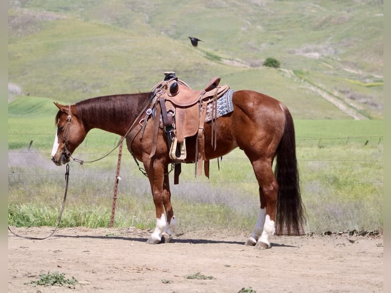 American Quarter Horse Castrone 10 Anni 152 cm Overo-tutti i colori in Paicines CA