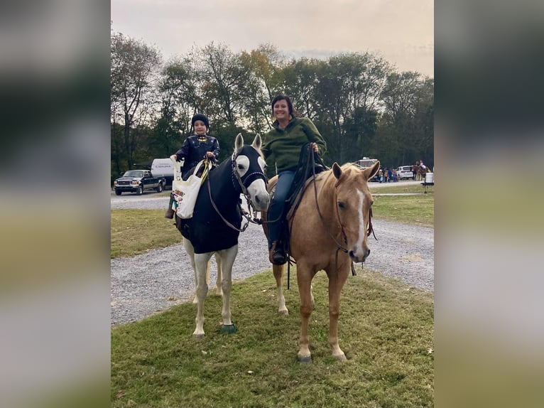 American Quarter Horse Castrone 10 Anni 152 cm Palomino in Robards