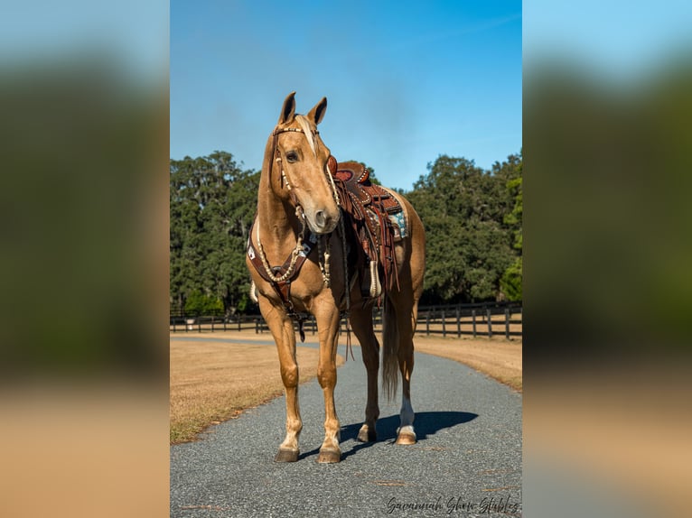 American Quarter Horse Castrone 10 Anni 152 cm Palomino in Ocala, FL