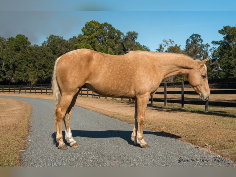 American Quarter Horse Castrone 10 Anni 152 cm Palomino in Ocala, FL