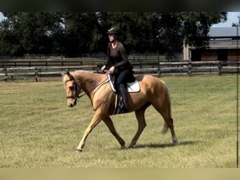 American Quarter Horse Castrone 10 Anni 152 cm Palomino in Ocala, FL