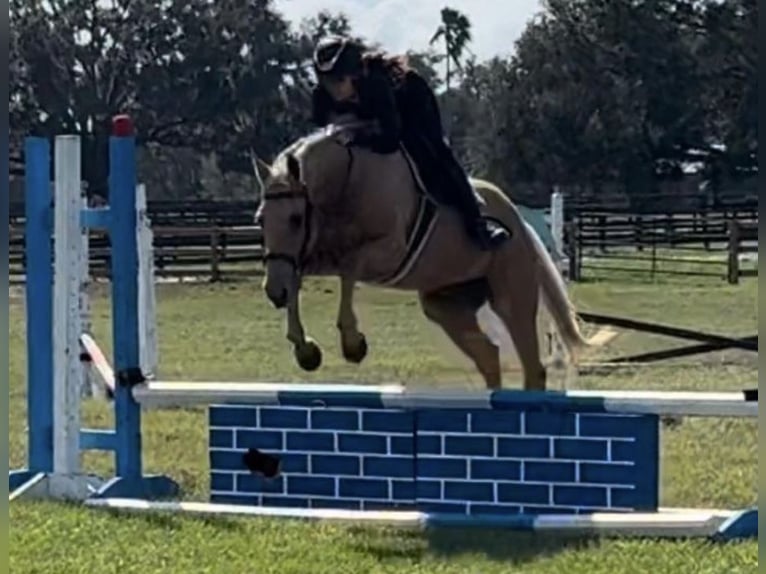 American Quarter Horse Castrone 10 Anni 152 cm Palomino in Ocala, FL