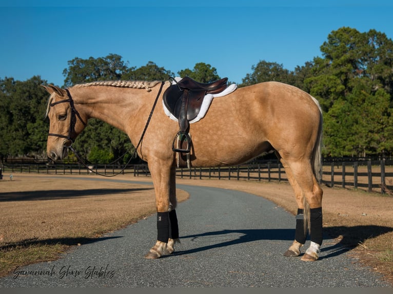 American Quarter Horse Castrone 10 Anni 152 cm Palomino in Ocala, FL