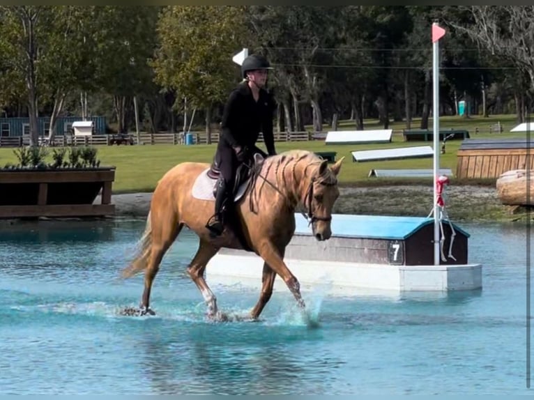 American Quarter Horse Castrone 10 Anni 152 cm Palomino in Ocala, FL