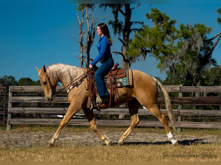 American Quarter Horse Castrone 10 Anni 152 cm Palomino in Ocala, FL