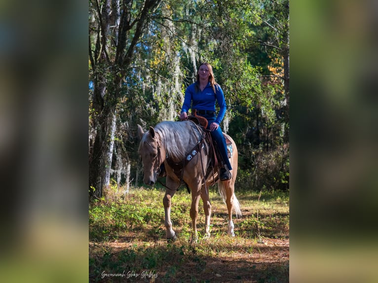 American Quarter Horse Castrone 10 Anni 152 cm Palomino in Ocala, FL