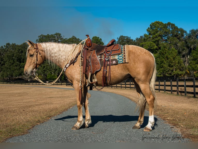 American Quarter Horse Castrone 10 Anni 152 cm Palomino in Ocala, FL