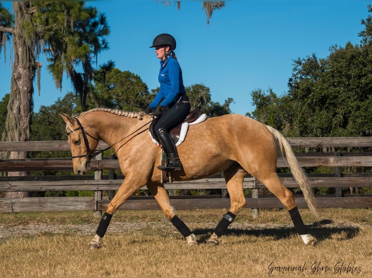 American Quarter Horse Castrone 10 Anni 152 cm Palomino in Ocala, FL