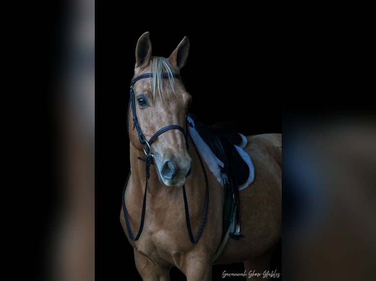 American Quarter Horse Castrone 10 Anni 152 cm Palomino in Ocala, FL