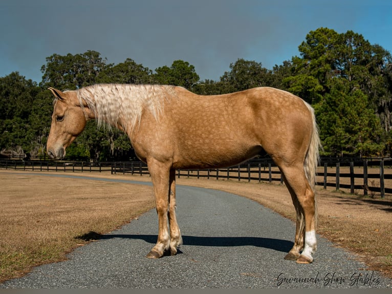 American Quarter Horse Castrone 10 Anni 152 cm Palomino in Ocala, FL