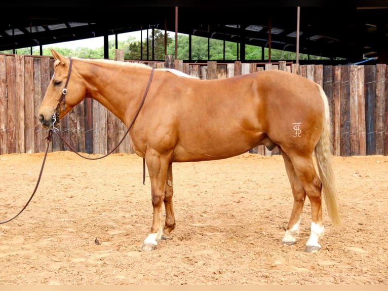 American Quarter Horse Castrone 10 Anni 152 cm Palomino in Joshua TX