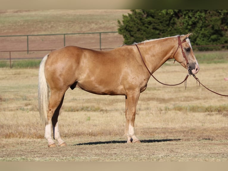 American Quarter Horse Castrone 10 Anni 152 cm Palomino in Cleburne TX